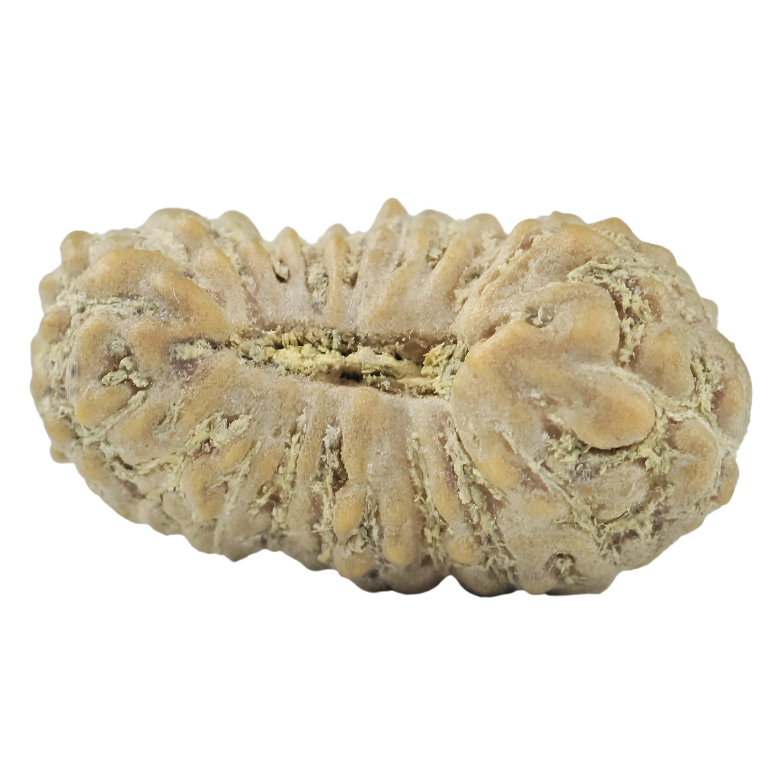 21 Mukhi Rudraksha 15mm 0.52gm - Rudraksha