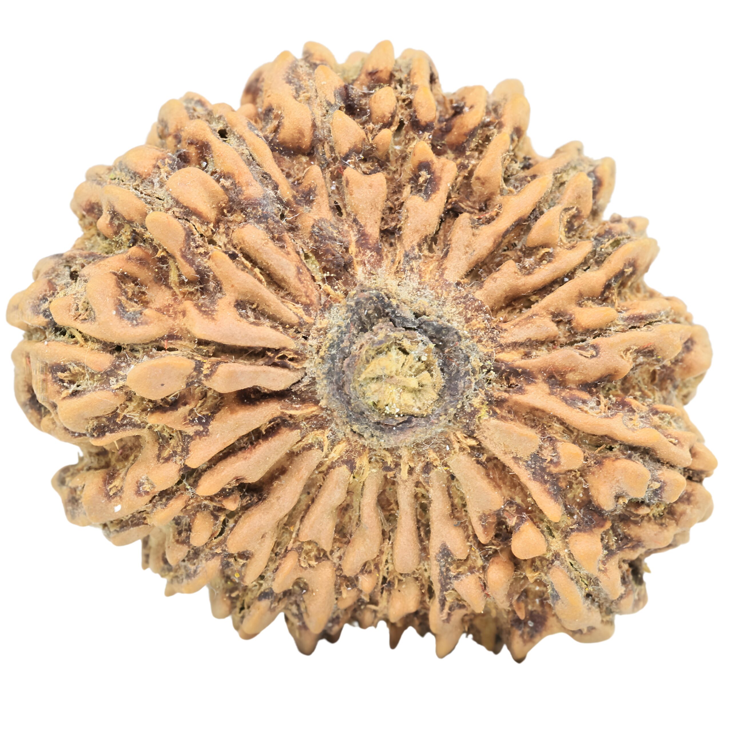 18 Mukhi Rudraksha 32.4mm 6.87gm - Rudraksha