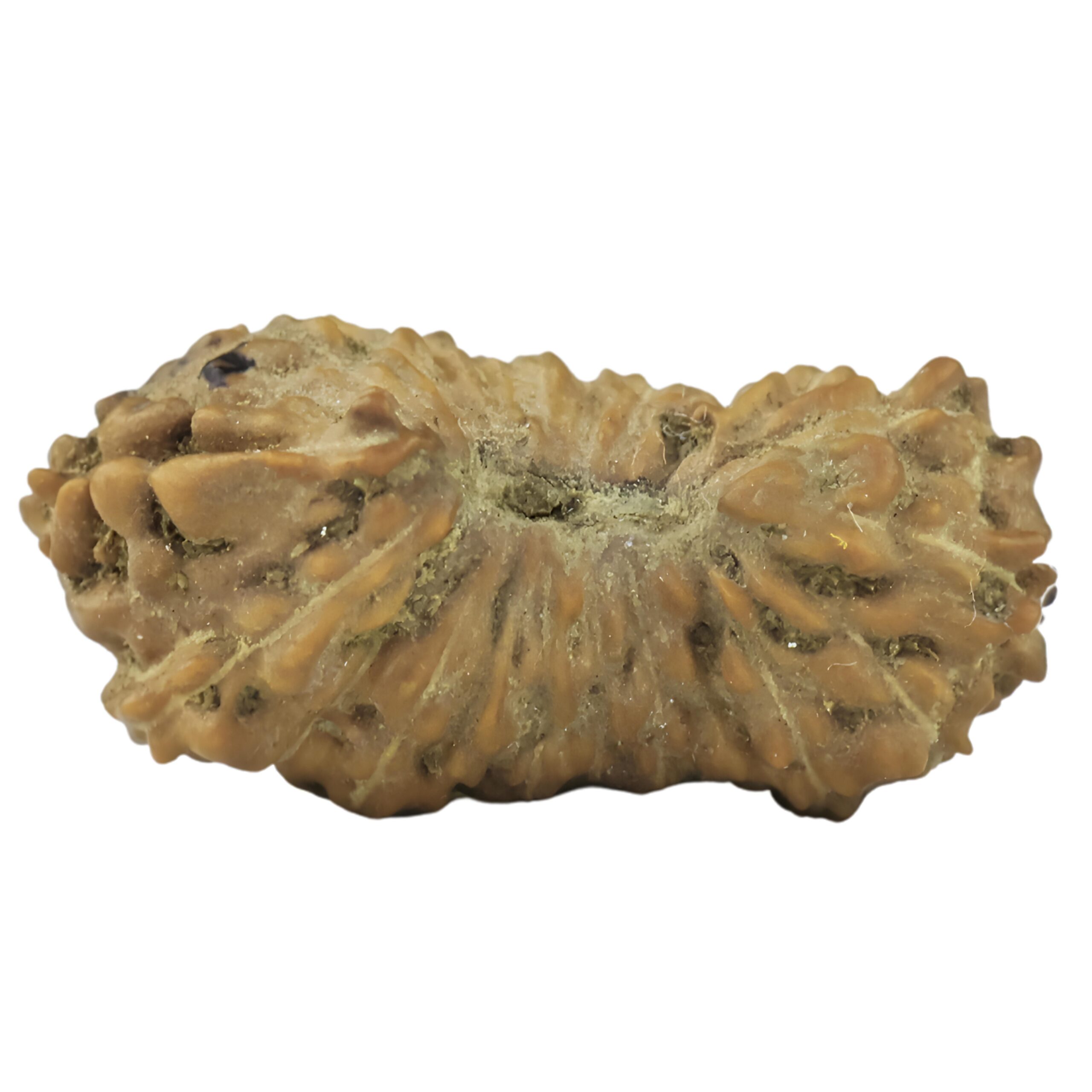 21 Mukhi Rudraksha 14.8mm 0.3gm - Rudraksha