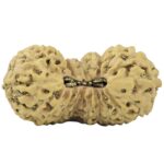 21 Mukhi Rudraksha 19.7mm 0.94gm - Rudraksha
