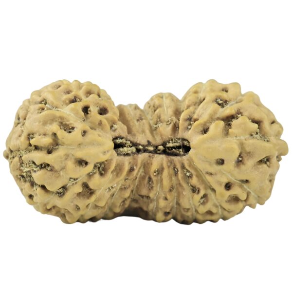 21 Mukhi Rudraksha 19.7mm 0.94gm - Rudraksha