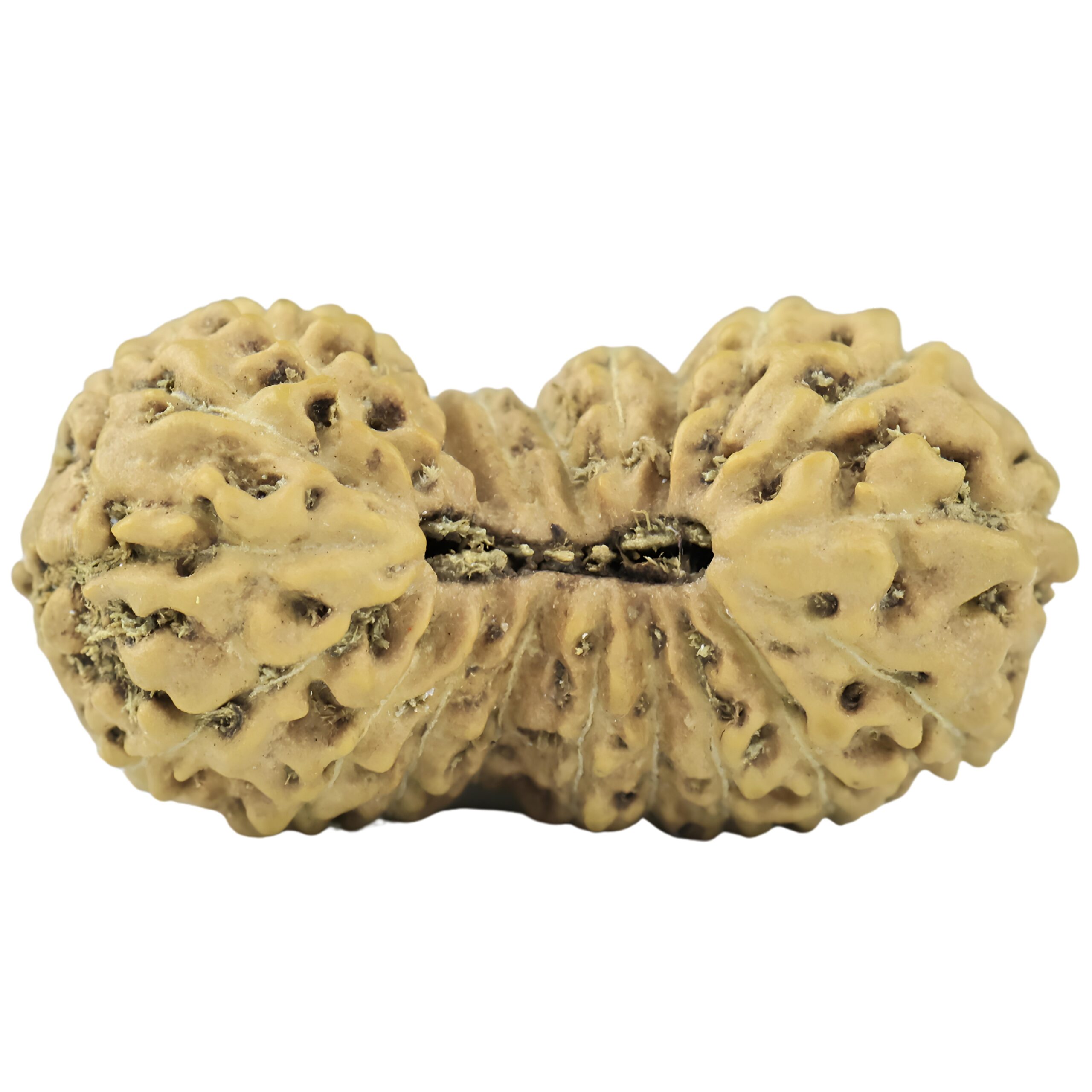21 Mukhi Rudraksha 19.7mm 0.94gm - Rudraksha