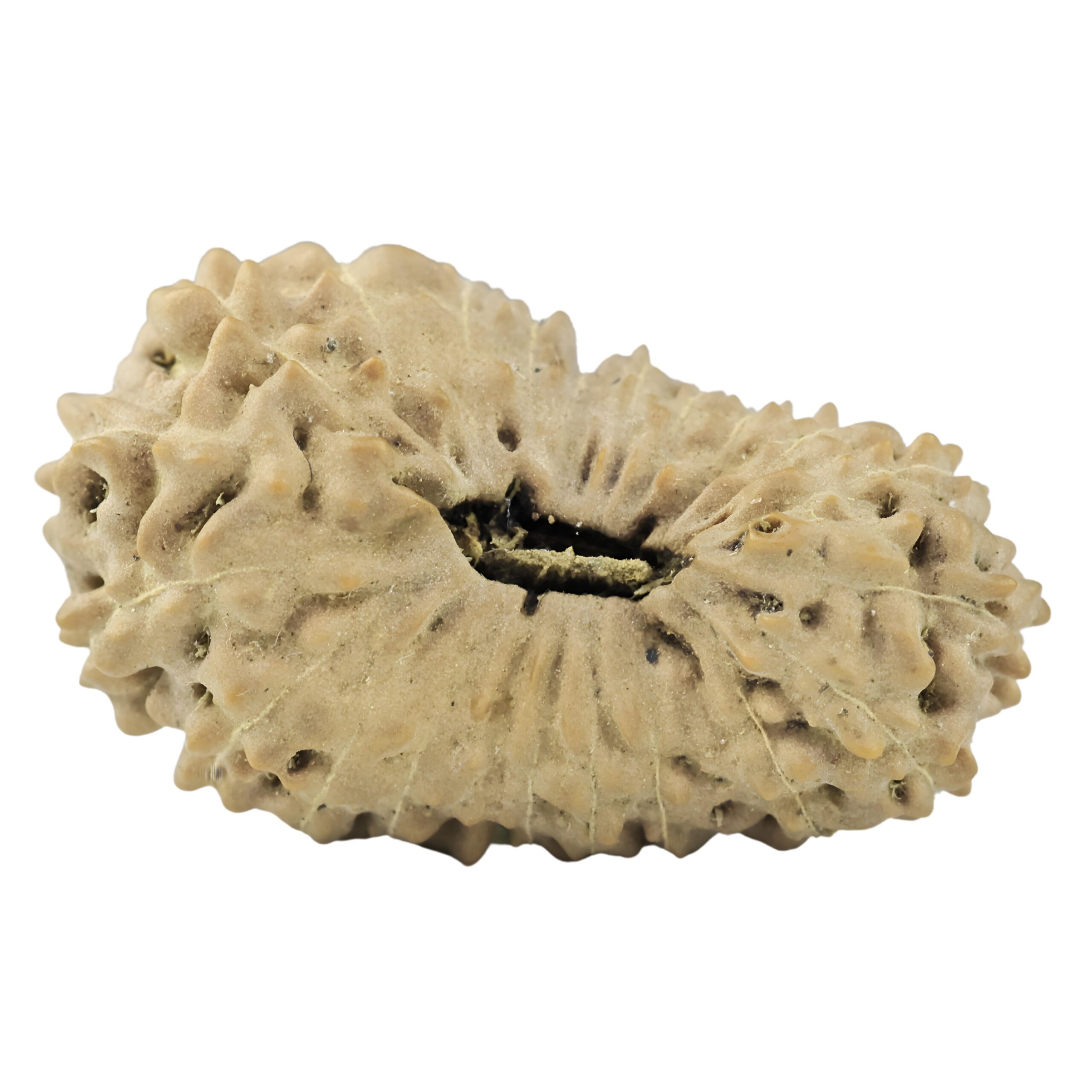 21 Mukhi Rudraksha 21.8mm 1.36gm - Rudraksha
