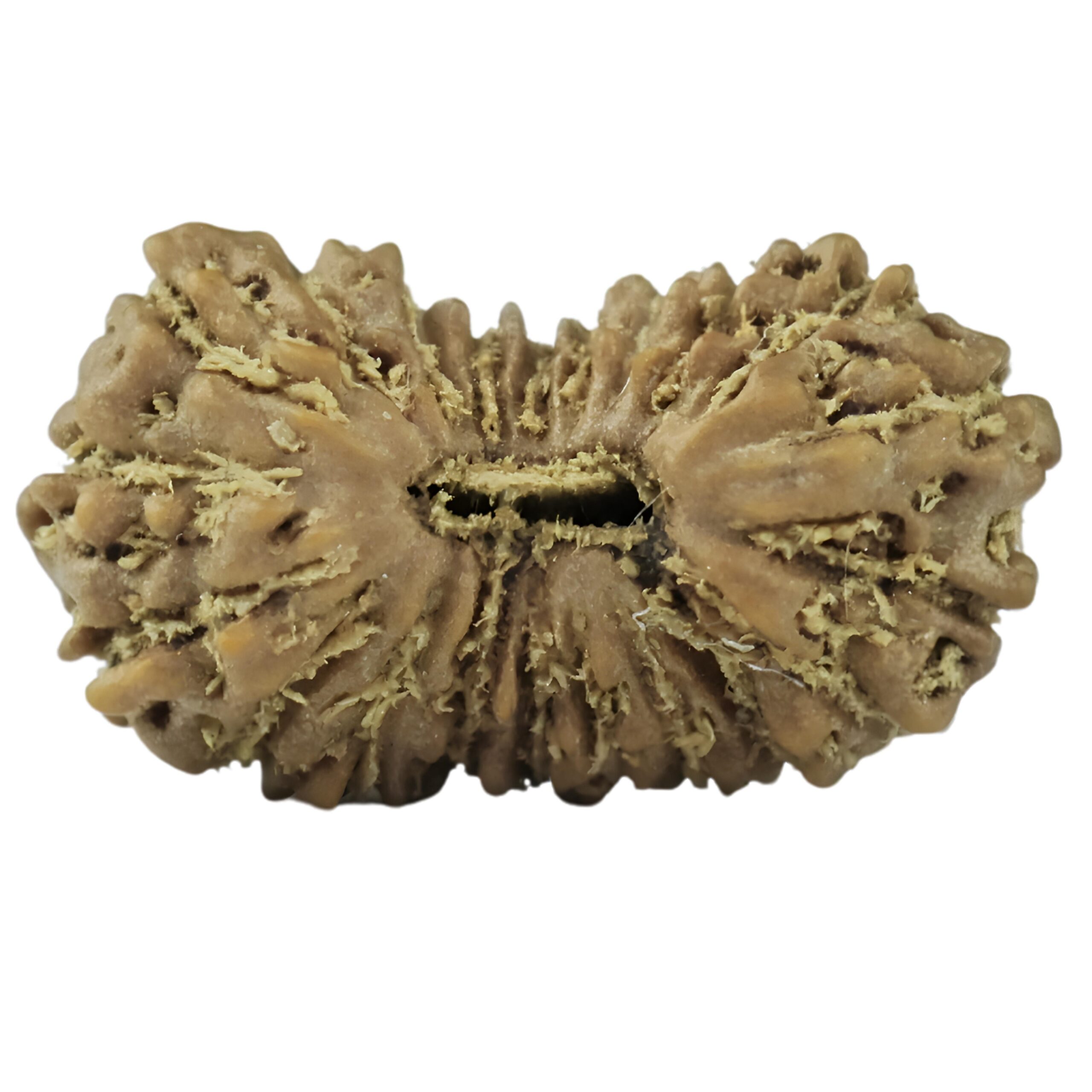 21 Mukhi Rudraksha 10.5mm 0.16gm - Rudraksha