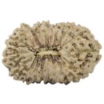 21 Mukhi Rudraksha 26.7mm 3.38gm - Rudraksha