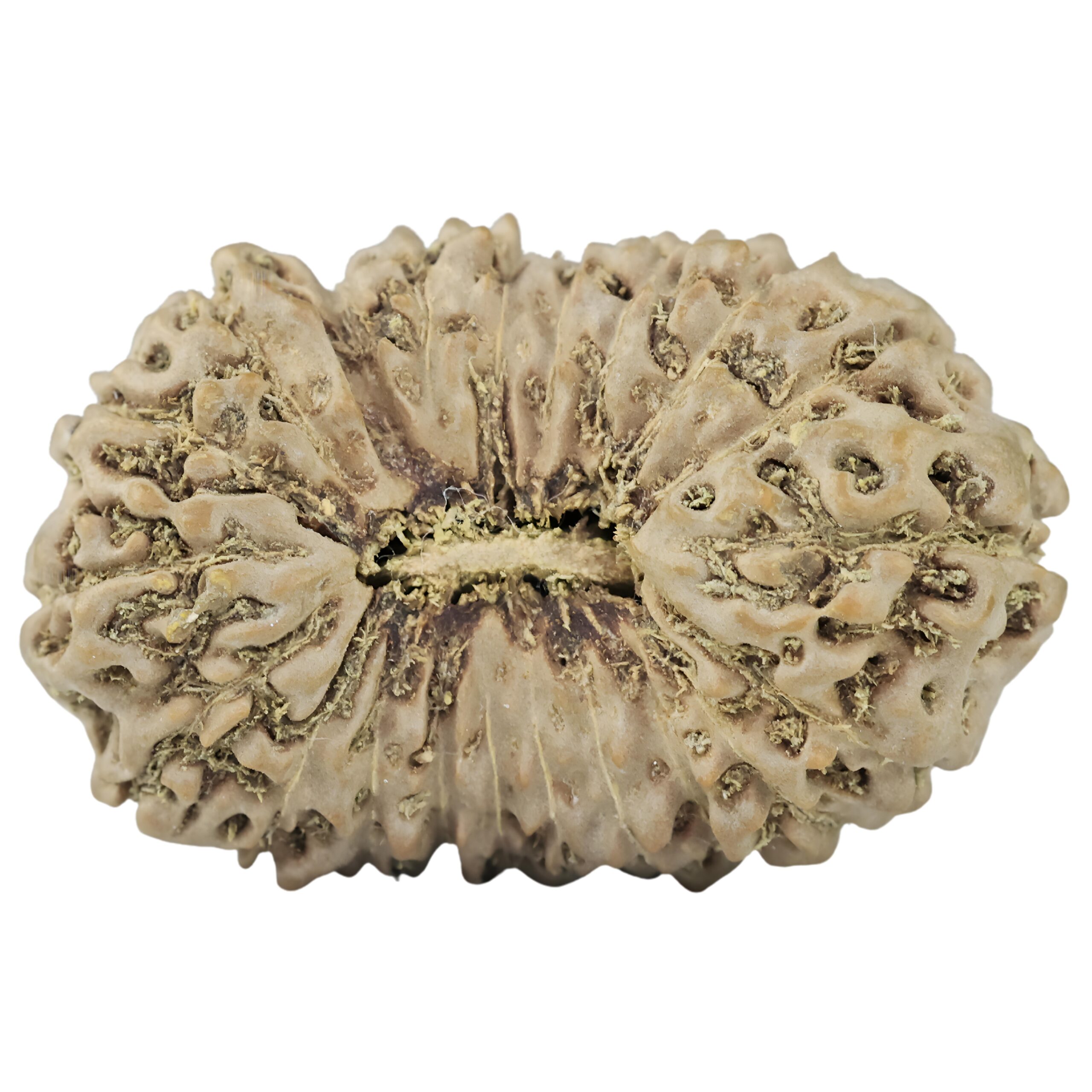 21 Mukhi Rudraksha 26.7mm 3.38gm - Rudraksha