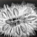 18 Mukhi Rudraksha 33.6mm 6.93gm - Xray