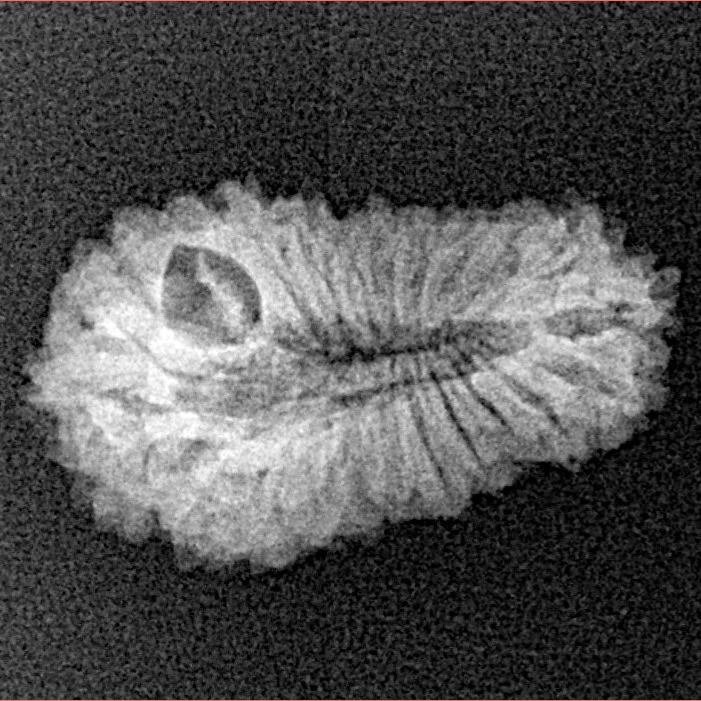 21 Mukhi Rudraksha 21.8mm 1.36gm - Xray