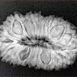 21 Mukhi Rudraksha 26.7mm 3.38gm - Xray