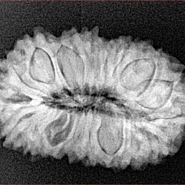 21 Mukhi Rudraksha 26.7mm 3.38gm - Xray