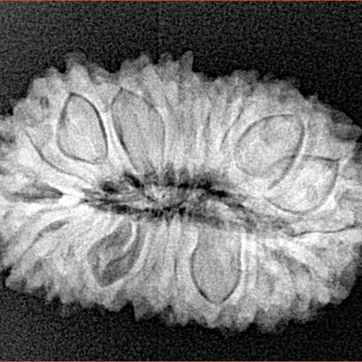 21 Mukhi Rudraksha 26.7mm 3.38gm - Xray