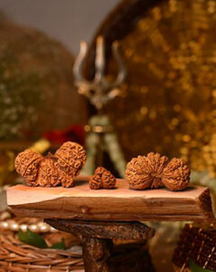Natural Rudraksha bead