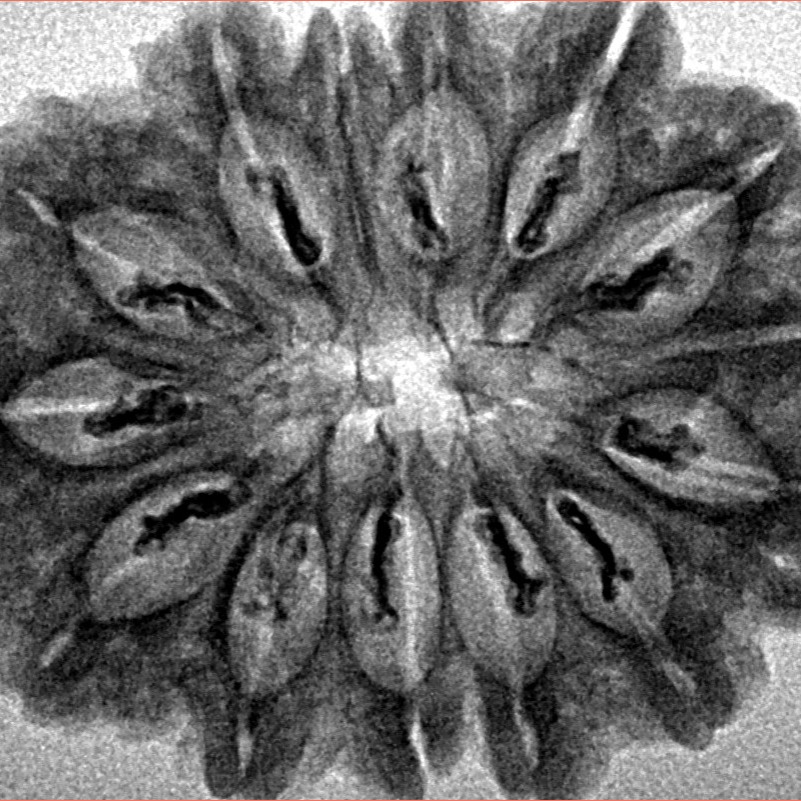 14 Mukhi Rudraksha 31.3mm 4.54gm - Inverse xray