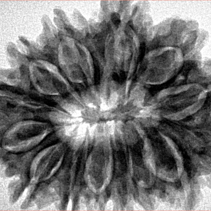 14 Mukhi Rudraksha 32.7mm 6.54gm - Inverse xray