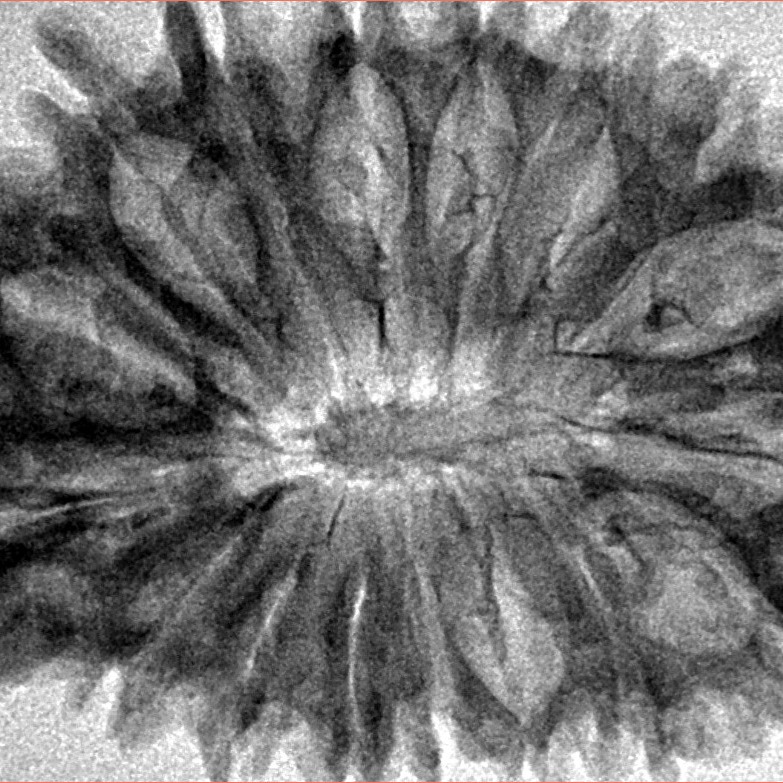 17 Mukhi Rudraksha 37.4mm 5.9gm - Inverse xray