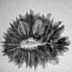 17 Mukhi Ganesh 24.2mm 2.69gm - Inverse xray