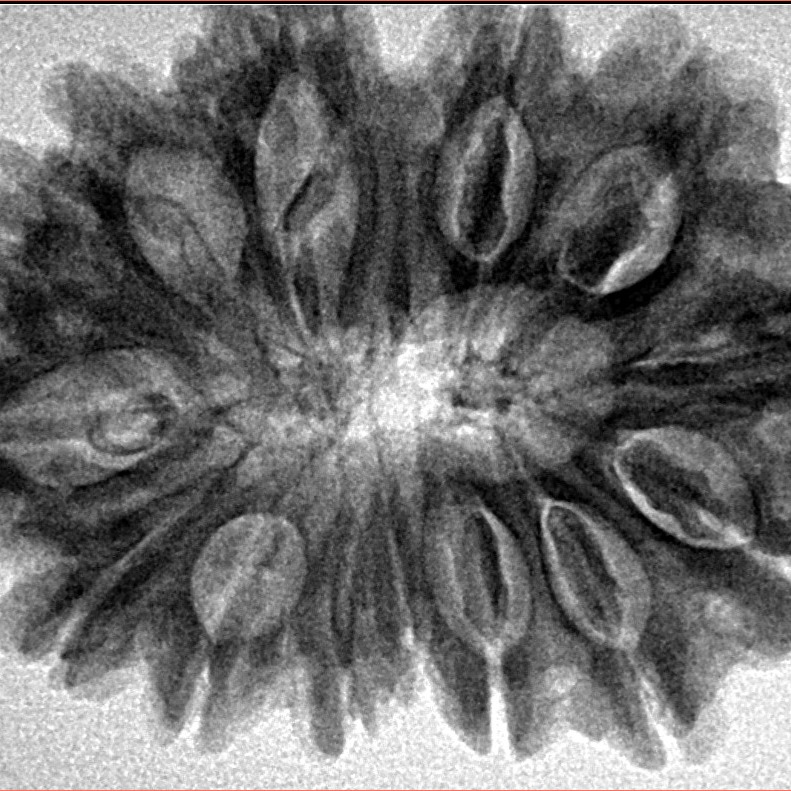 14 Mukhi Rudraksha 32.9mm 6.17gm - Inverse xray