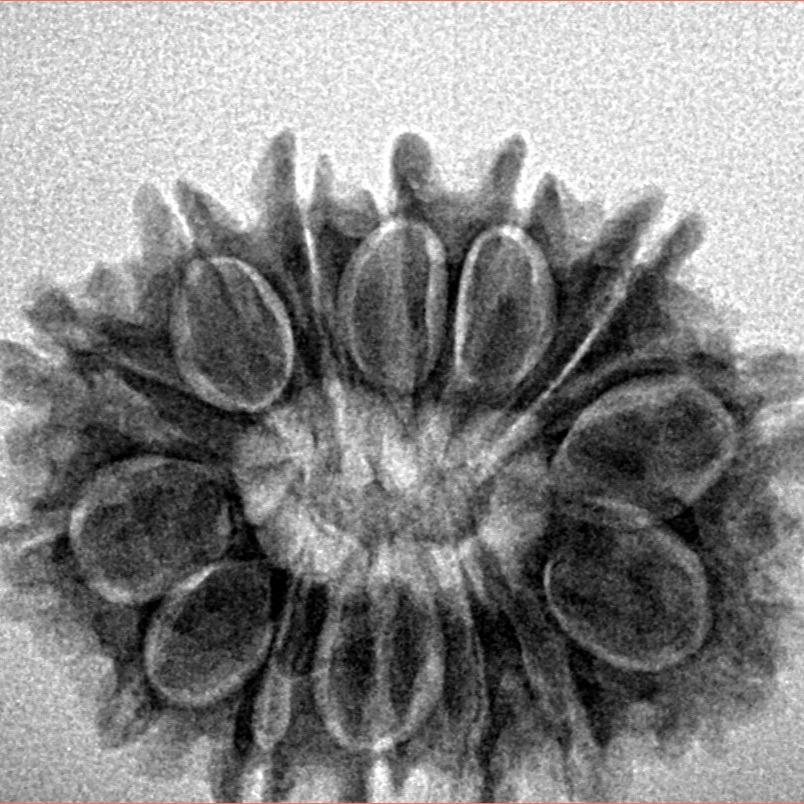 14 Mukhi Rudraksha 26.5mm 4gm - Inverse xray