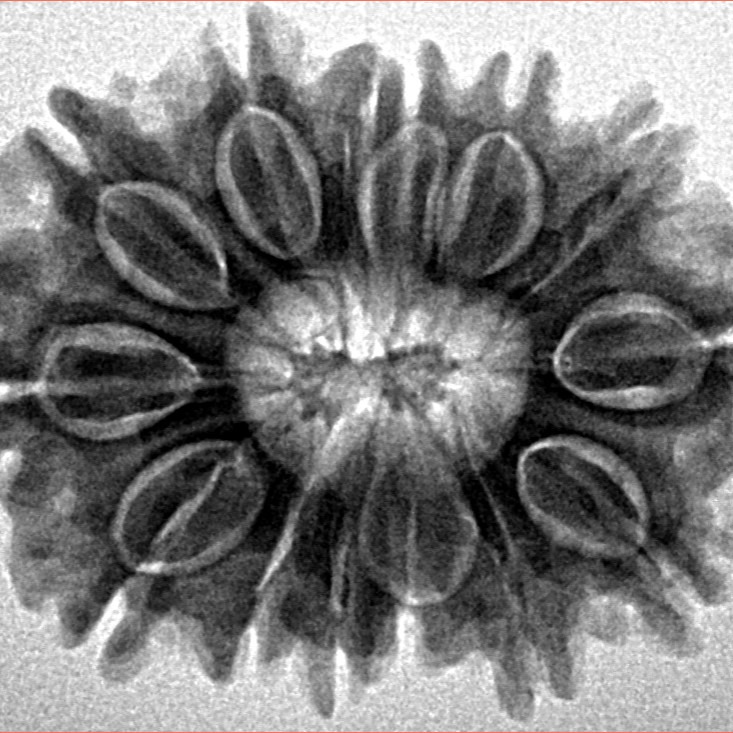 14 Mukhi Rudraksha 27.5mm 4.68gm - Inverse xray