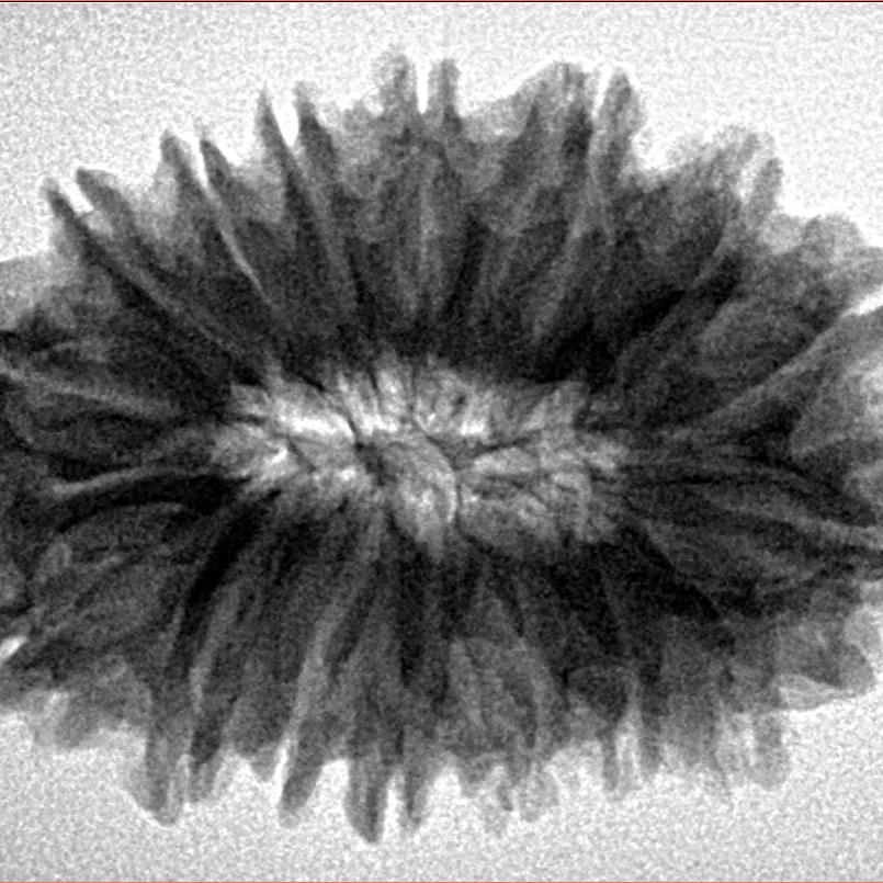 16 Mukhi Rudraksha 30.1mm 5.85gm - Inverse xray