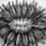 14 Mukhi Rudraksha 34.3mm 7.14gm - Inverse xray