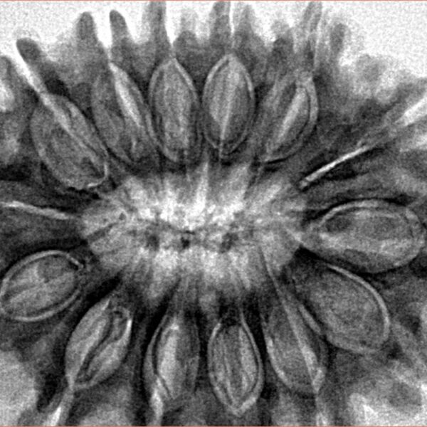 14 Mukhi Rudraksha 34.3mm 7.14gm - Inverse xray