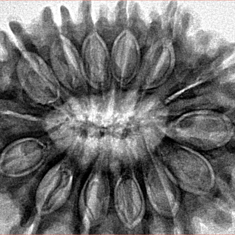 14 Mukhi Rudraksha 34.3mm 7.14gm - Inverse xray