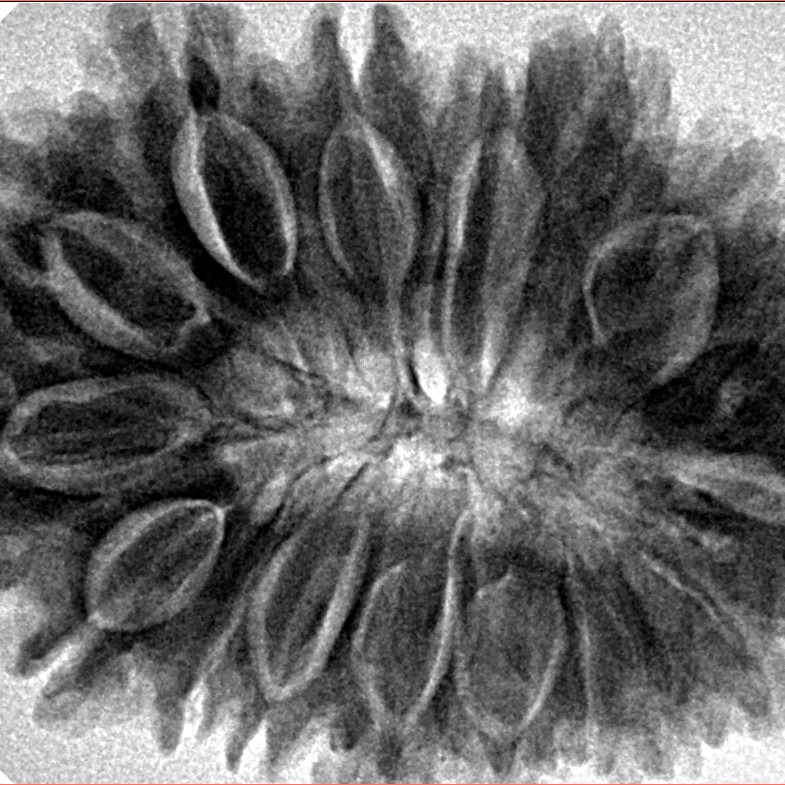 17 Mukhi Rudraksha 34.2mm 7.43gm - Inverse xray