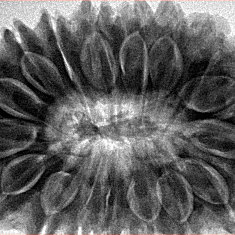 17 Mukhi Rudraksha 37.2mm 9.75gm - Inverse xray