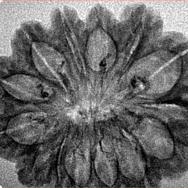 14 Mukhi Rudraksha 31.4mm 3.19gm - Inverse xray