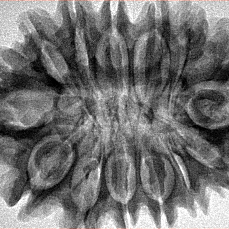 14 Mukhi Rudraksha 32.9mm 6.49gm - Inverse xray