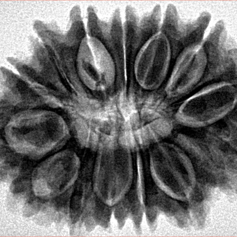 14 Mukhi Rudraksha 31.2mm 6.19gm - Origin: Nepal - Inverse xray