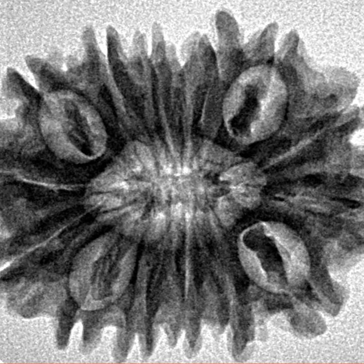 15 Mukhi Rudraksha 27.4mm 3.71gm - Inverse xray