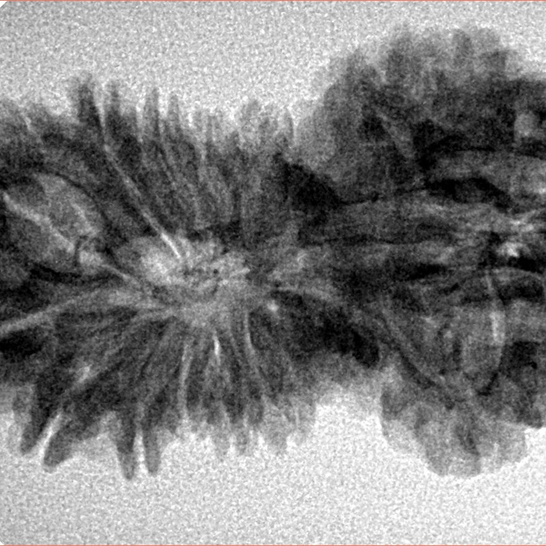 17 Mukhi Gaurishankar 34.6mm 5gm - Inverse xray
