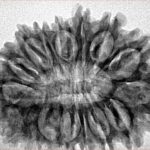 16 Mukhi Rudraksha 32.2mm 4.89gm - Inverse xray