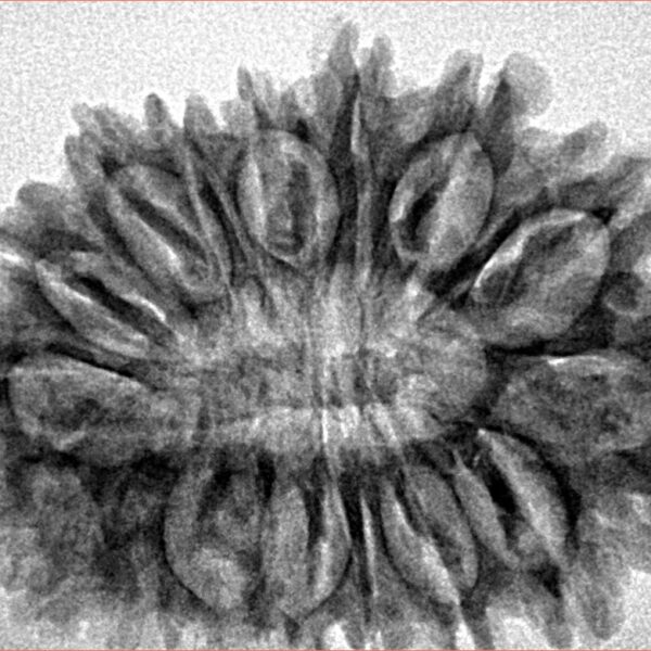 16 Mukhi Rudraksha 32.2mm 4.89gm - Inverse xray