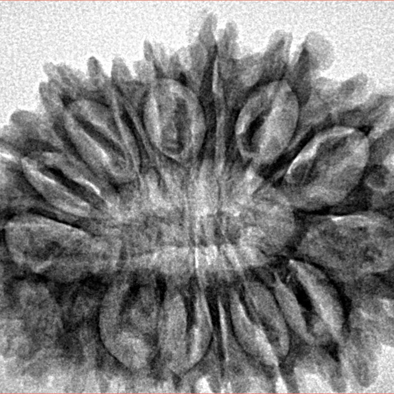 16 Mukhi Rudraksha 32.2mm 4.89gm - Inverse xray