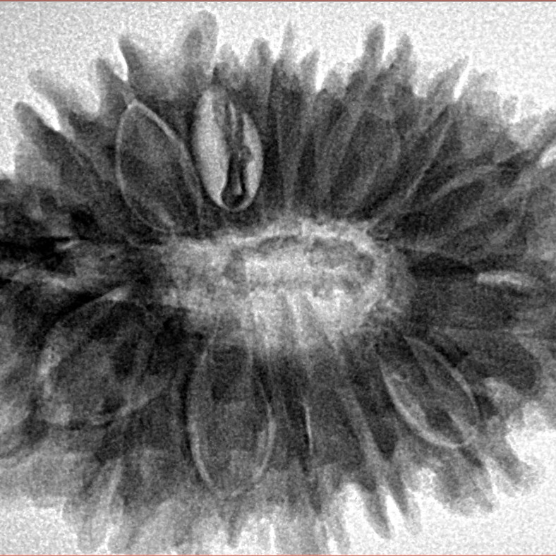 16 Mukhi Rudraksha 33mm 7.27gm - Inverse xray