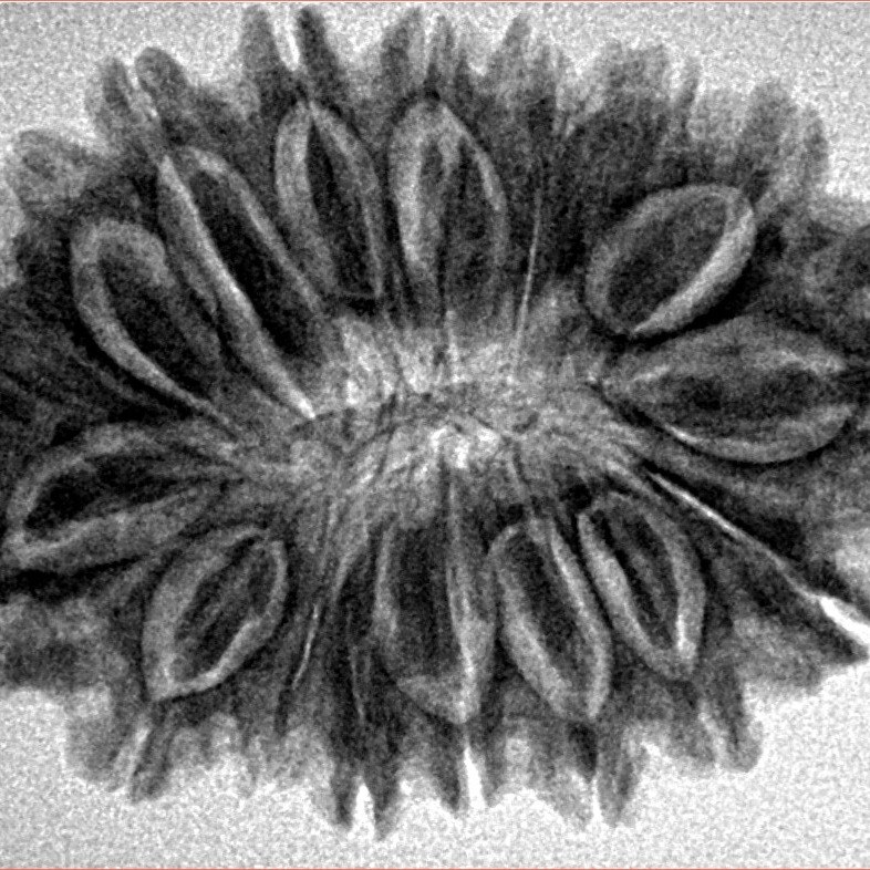 17 Mukhi Rudraksha 31.3mm 5.22gm - Inverse xray