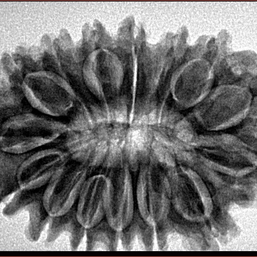 15 Mukhi Rudraksha 33.2mm 5.76gm - Inverse xray