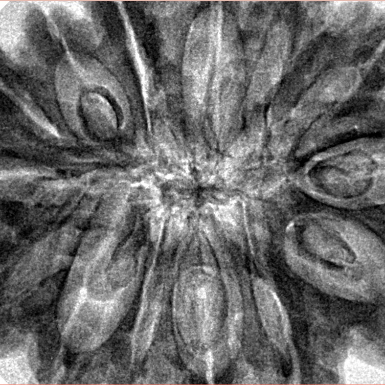 14 Mukhi Rudraksha 36.8mm 9.1gm - Inverse xray