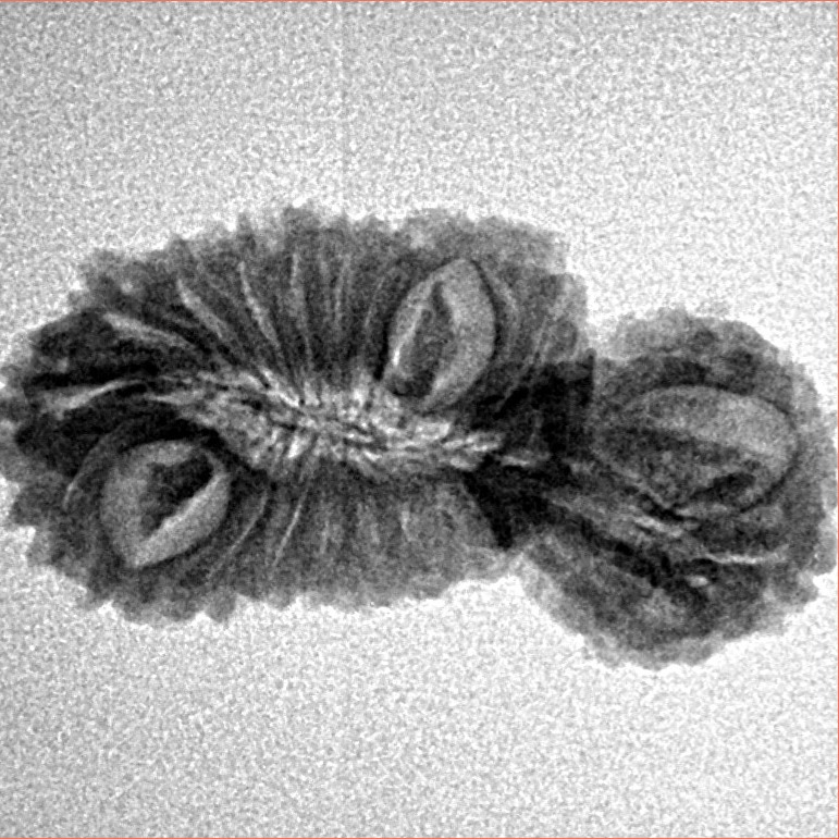 21 Mukhi Gaurishankar 26.2mm 2gm - Inverse xray