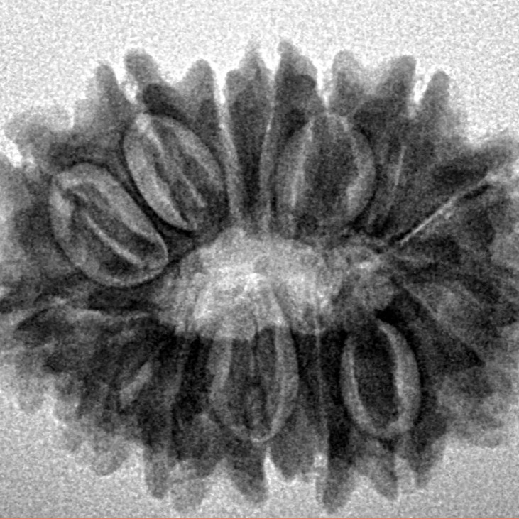 15 Mukhi Rudraksha 25.9mm 4gm - Inverse xray