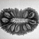 21 Mukhi Rudraksha 26.5mm 3.27gm - Inverse xray