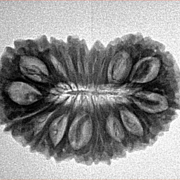 21 Mukhi Rudraksha 26.5mm 3.27gm - Inverse xray
