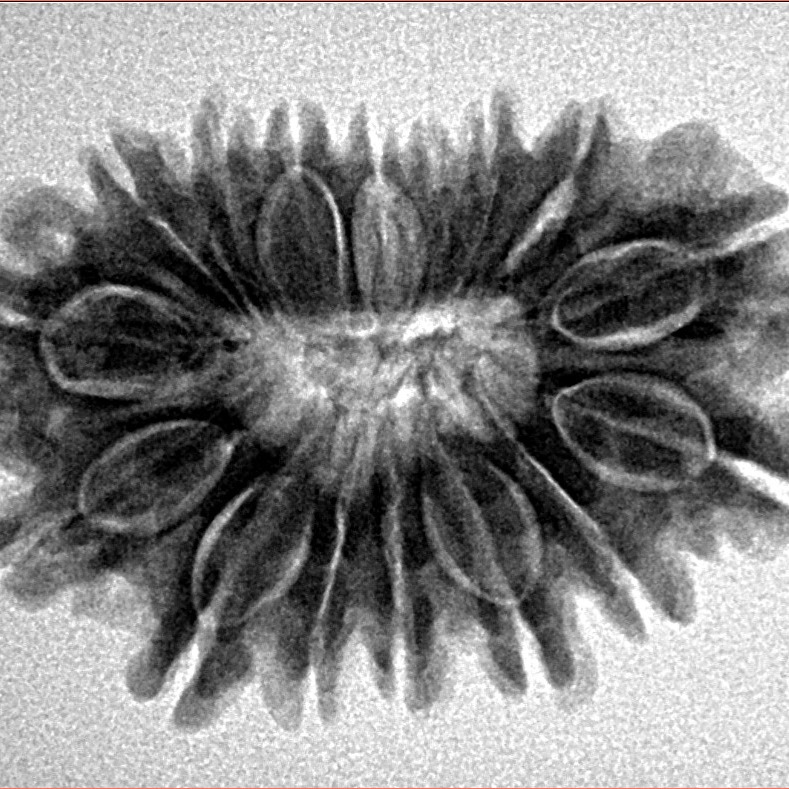 16 Mukhi Rudraksha 28.9mm 4.53gm - Inverse xray