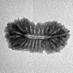 21 Mukhi Rudraksha 18.8mm 0.97gm - Inverse xray