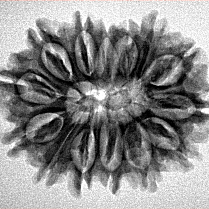 14 Mukhi Rudraksha 27.1mm 4gm - Inverse xray