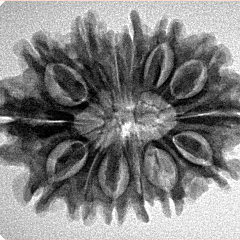 14 Mukhi Rudraksha 28.2mm 4.54gm - Inverse xray