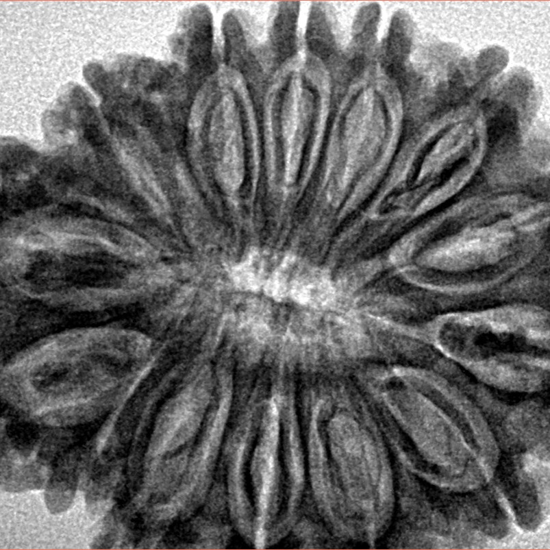 14 Mukhi Rudraksha 33.1mm 6.84gm - Inverse xray
